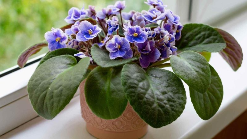 The 10 Most Beautiful Purple Flowers for Home Decoration